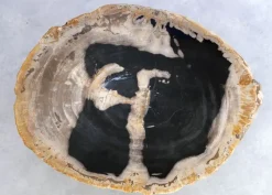 Tische-KARE Design Beistelltisch Alpha Versteinertes Holz