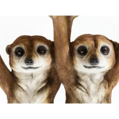 Tische-KARE Design Beistelltisch Animal Meerkat Sisters O33Cm