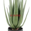 Deko & Geschenkartikel-KARE Design Deko Pflanze Aloe 69Cm