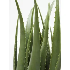 Deko & Geschenkartikel-KARE Design Deko Pflanze Aloe 69Cm