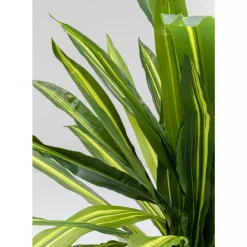 Deko & Geschenkartikel-KARE Design Deko Pflanze Dracaena Fragrans 180Cm