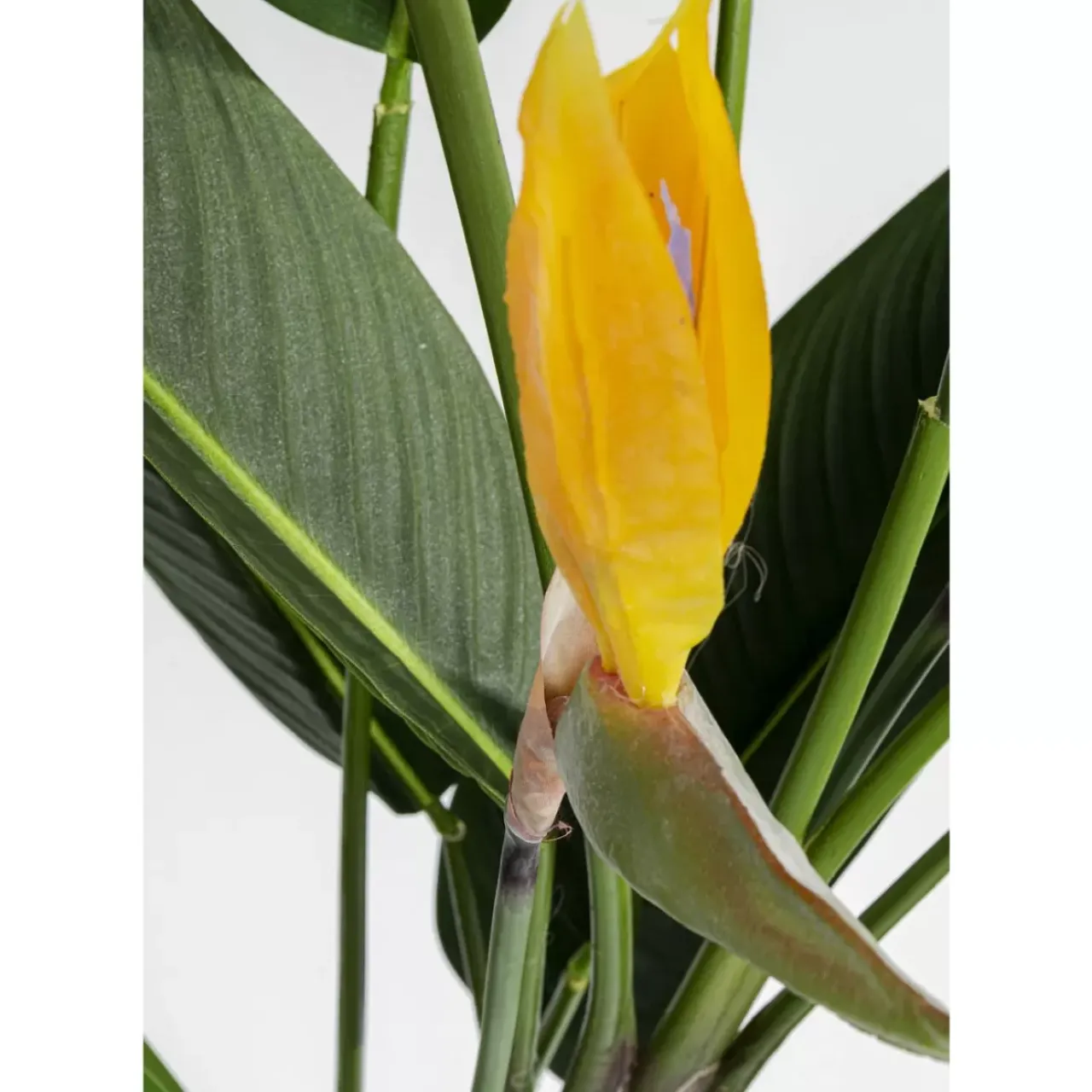 Deko & Geschenkartikel-KARE Design Deko Pflanze Paradise Flowers 190