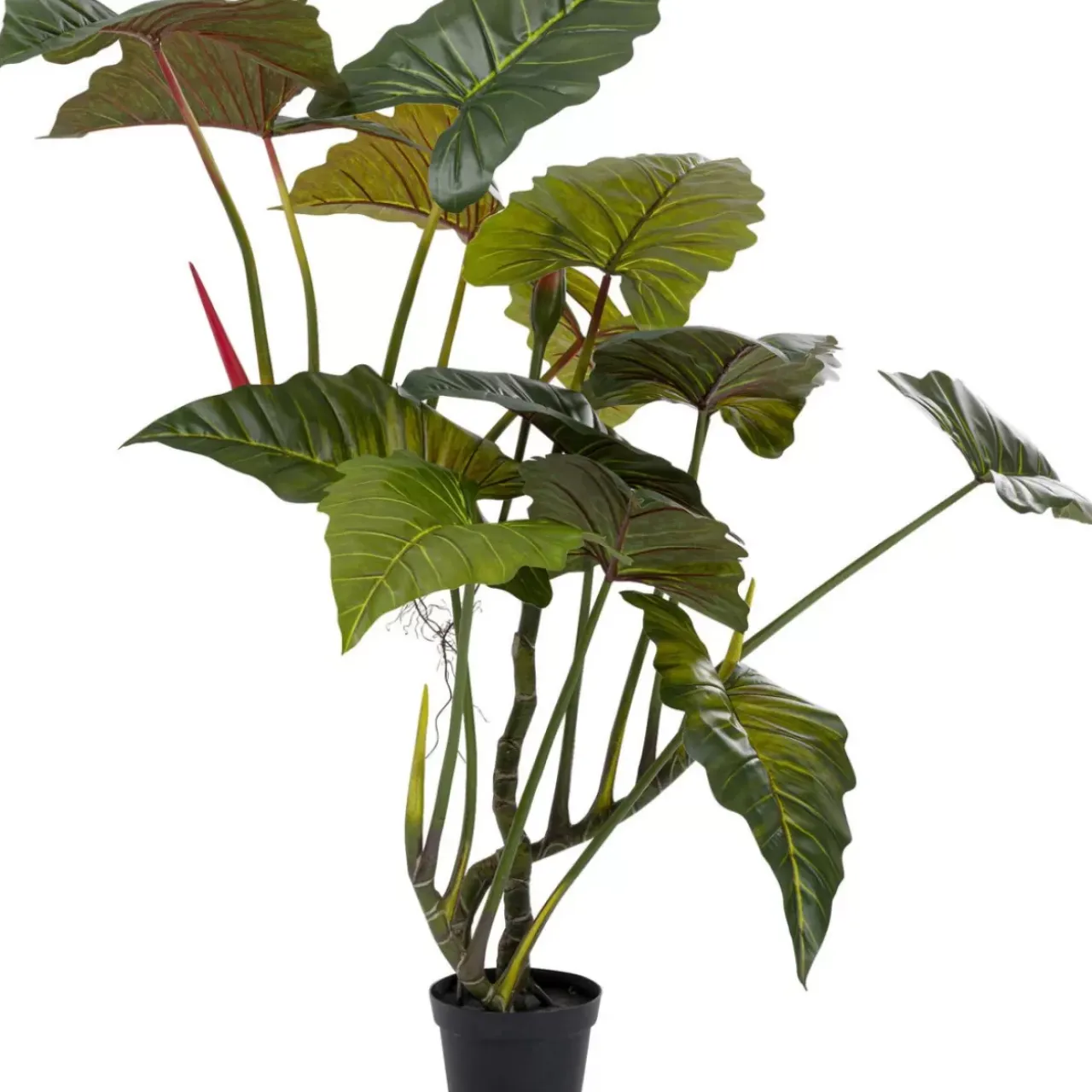 Deko & Geschenkartikel-KARE Design Deko Pflanze Taro 180