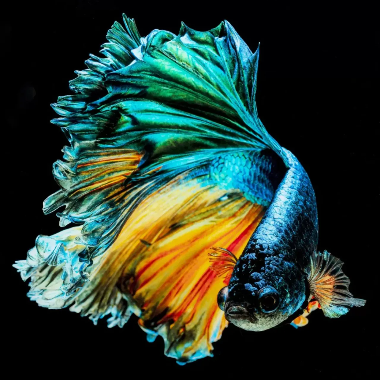 Bilder-KARE Design Glasbild Aqua Queen Fish 100X100Cm