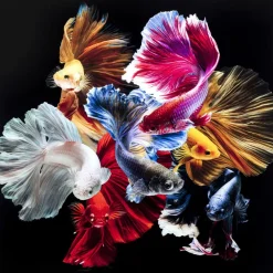 Bilder-KARE Design Glasbild Colorful Swarm Fish 120X120Cm