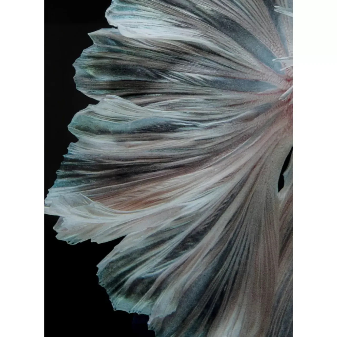 Bilder-KARE Design Glasbild Colorful Swarm Fish 120X120Cm