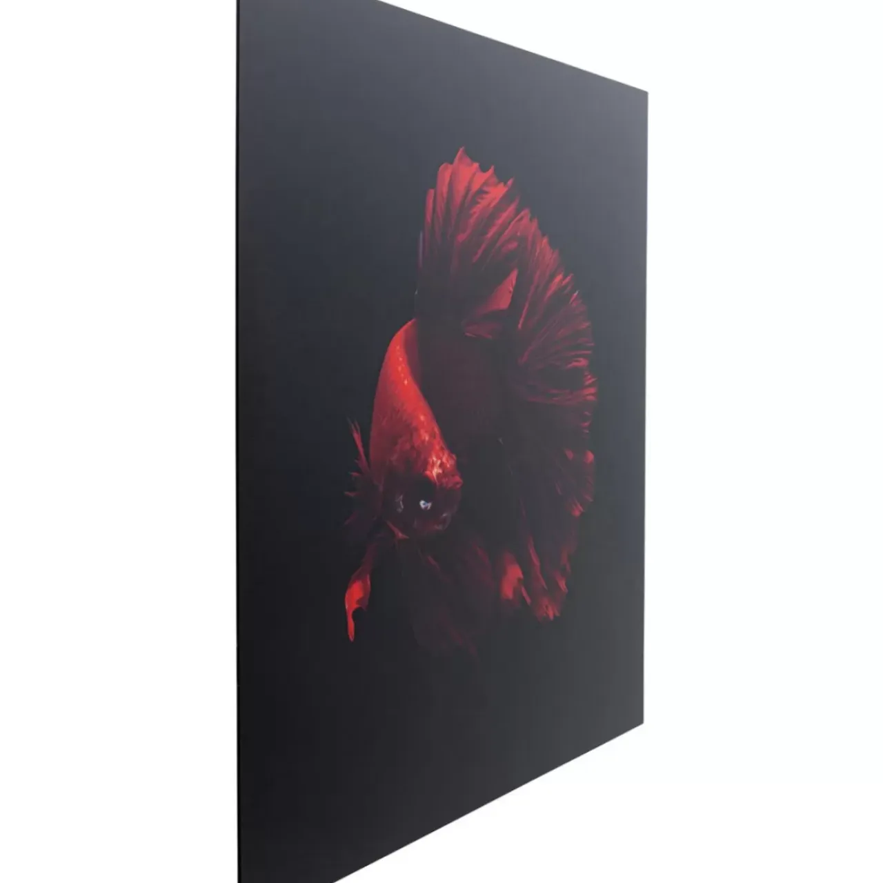 Bilder-KARE Design Glasbild Fire Fish 100X100Cm