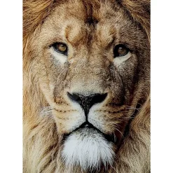Bilder-KARE Design Glasbild King Of Lion 150X100Cm