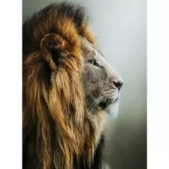 Bilder-KARE Design Glasbild Lion King 100X100Cm