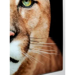 Bilder-KARE Design Glasbild Lioness 150X100Cm