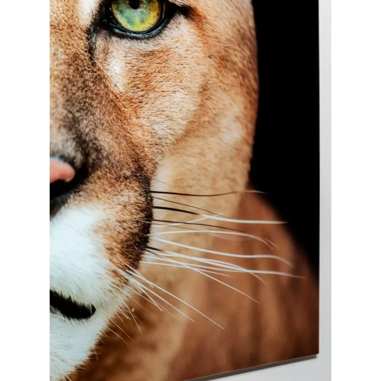 Bilder-KARE Design Glasbild Lioness 150X100Cm