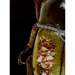 Bilder-KARE Design Glasbild Shiney Dung Beetle 80X120Cm