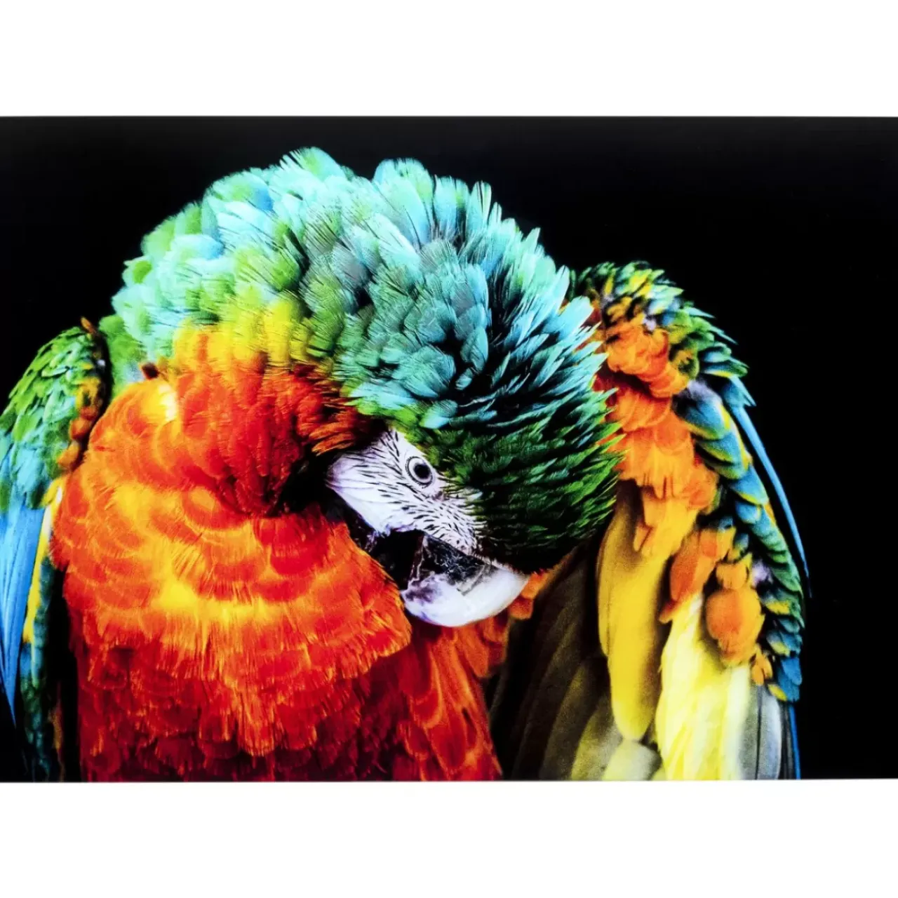 Bilder-KARE Design Glasbild Tropical Parrot 120X80Cm