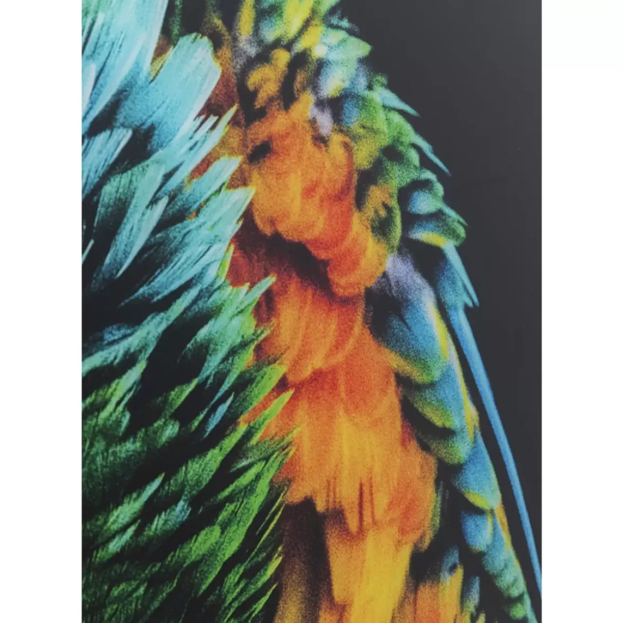 Bilder-KARE Design Glasbild Tropical Parrot 120X80Cm