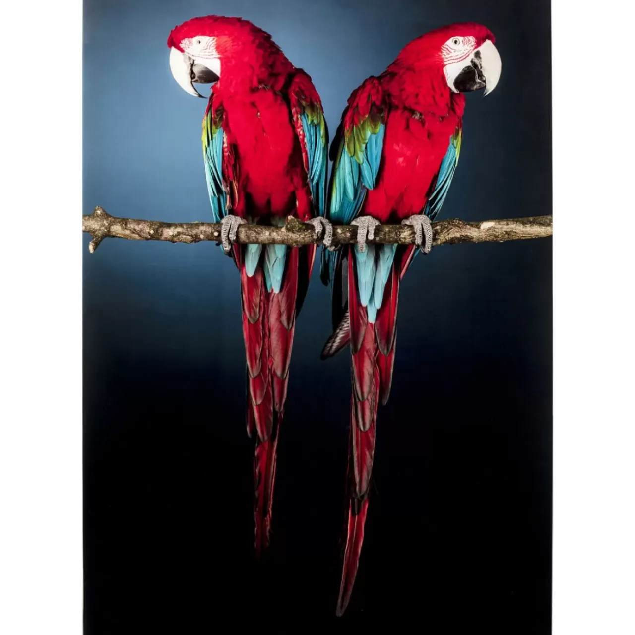 Bilder-KARE Design Glasbild Twin Parrot 80X120Cm