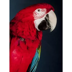 Bilder-KARE Design Glasbild Twin Parrot 80X120Cm